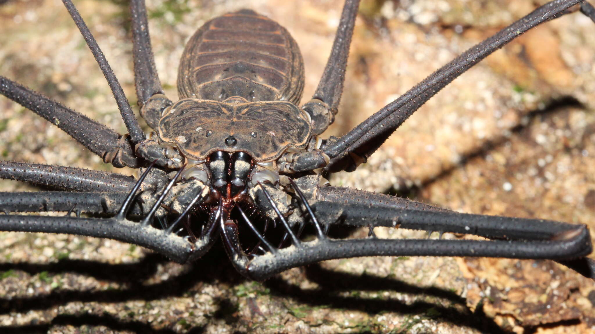 Image of Heterophrynus batesii (Butler 1873)