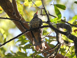 Image of Brush Cuckoo