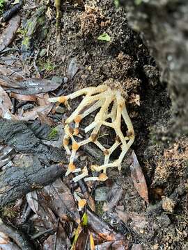 Image of Clathrus chrysomycelinus Möller 1895