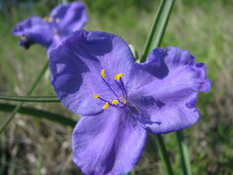 Imagem de Tradescantia occidentalis var. occidentalis