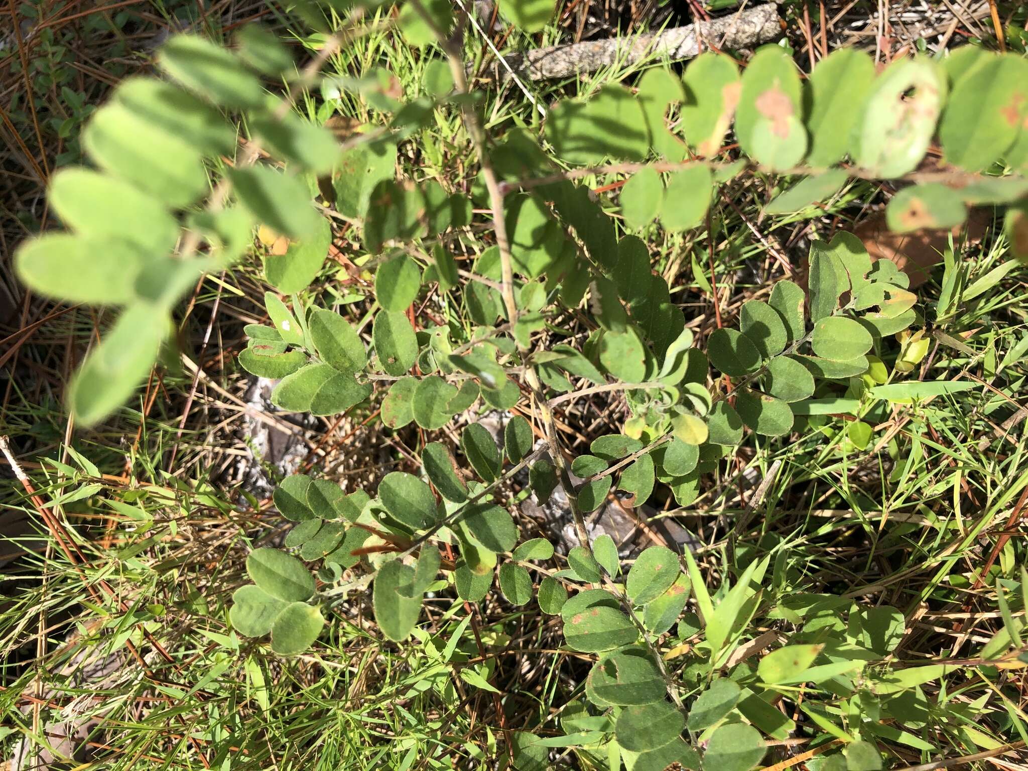 Image of Cluster-Spike Indigo-Bush