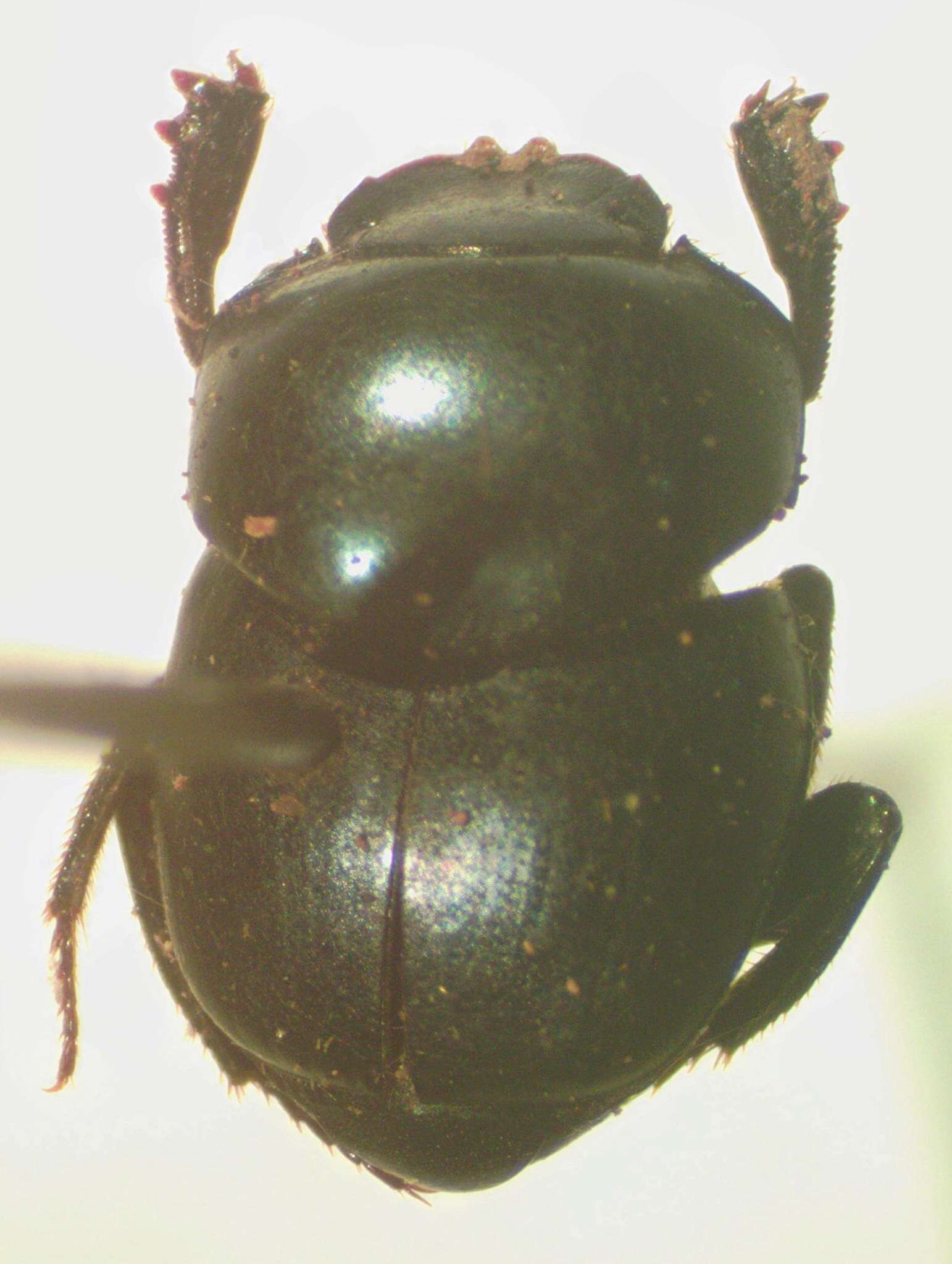 Image of Canthon (Glaphyrocanthon) meridionalis Martinez, Halffter & Halffter 1964