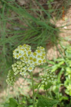 Image of Microglossa mespilifolia (Less.) B. L. Rob.