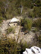 Image of Bobartia indica L.