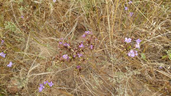 Image of San Clemente Island brodiaea