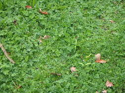 Image of corky-fruited water-dropwort