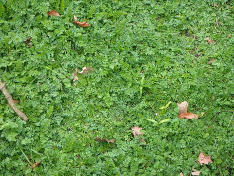 Image of corky-fruited water-dropwort