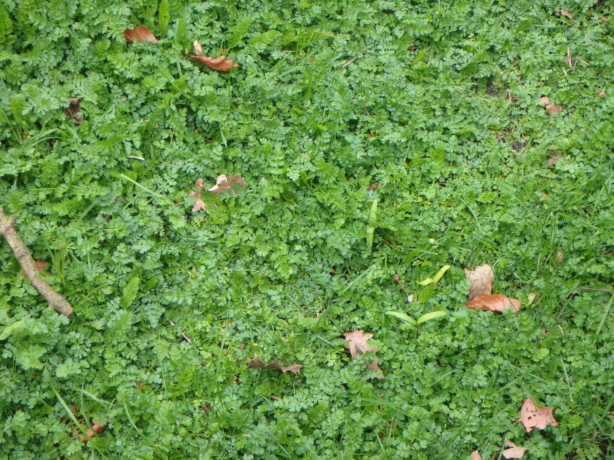 Image of corky-fruited water-dropwort