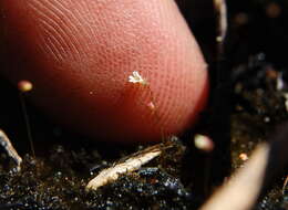 Utricularia quinquedentata F. Mueller ex P. Taylor resmi