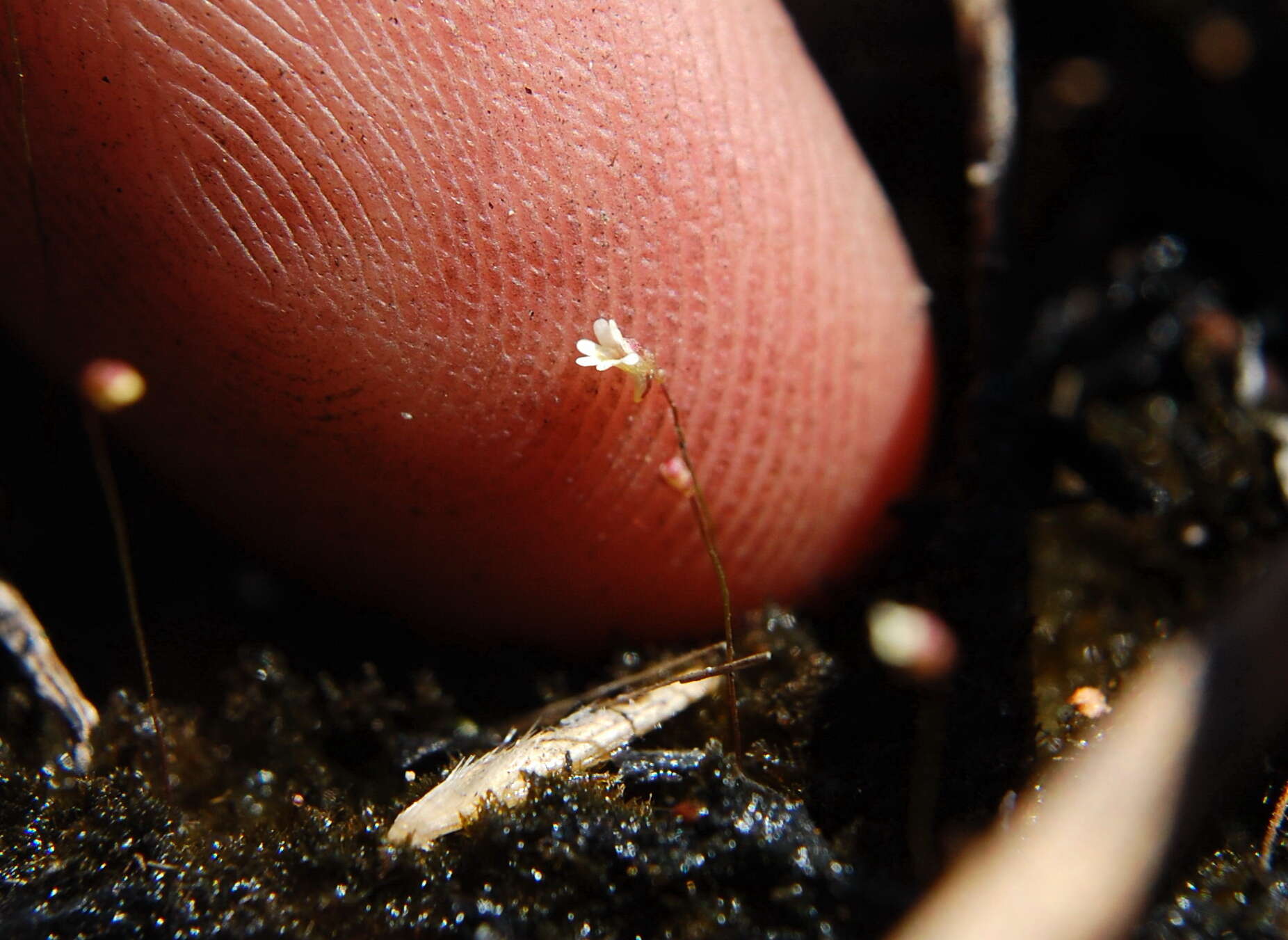 Utricularia quinquedentata F. Mueller ex P. Taylor resmi