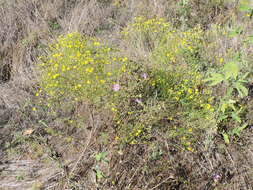 Image of prairie broomweed