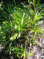 Image of Angraecum eburneum subsp. superbum (Thouars) H. Perrier