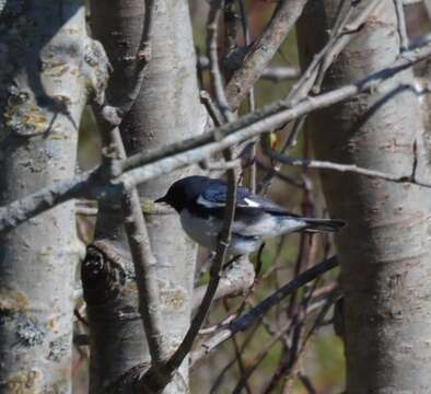 Image of Black-throated Blue Warbler