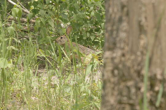 Image of Burmese Hare