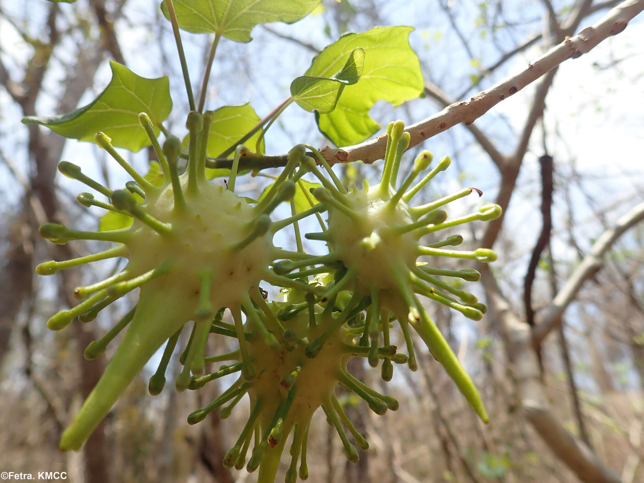 Plancia ëd Uncarina leptocarpa (Decne.) Kuntze