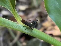 Image of Elaphiceps cervus Buckton