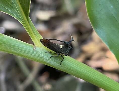 Imagem de Elaphiceps cervus Buckton