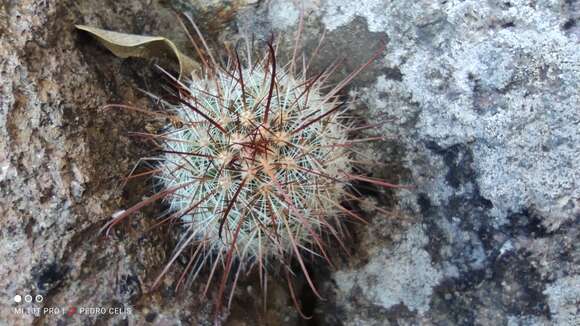 Image of Mammillaria rekoi subsp. rekoi