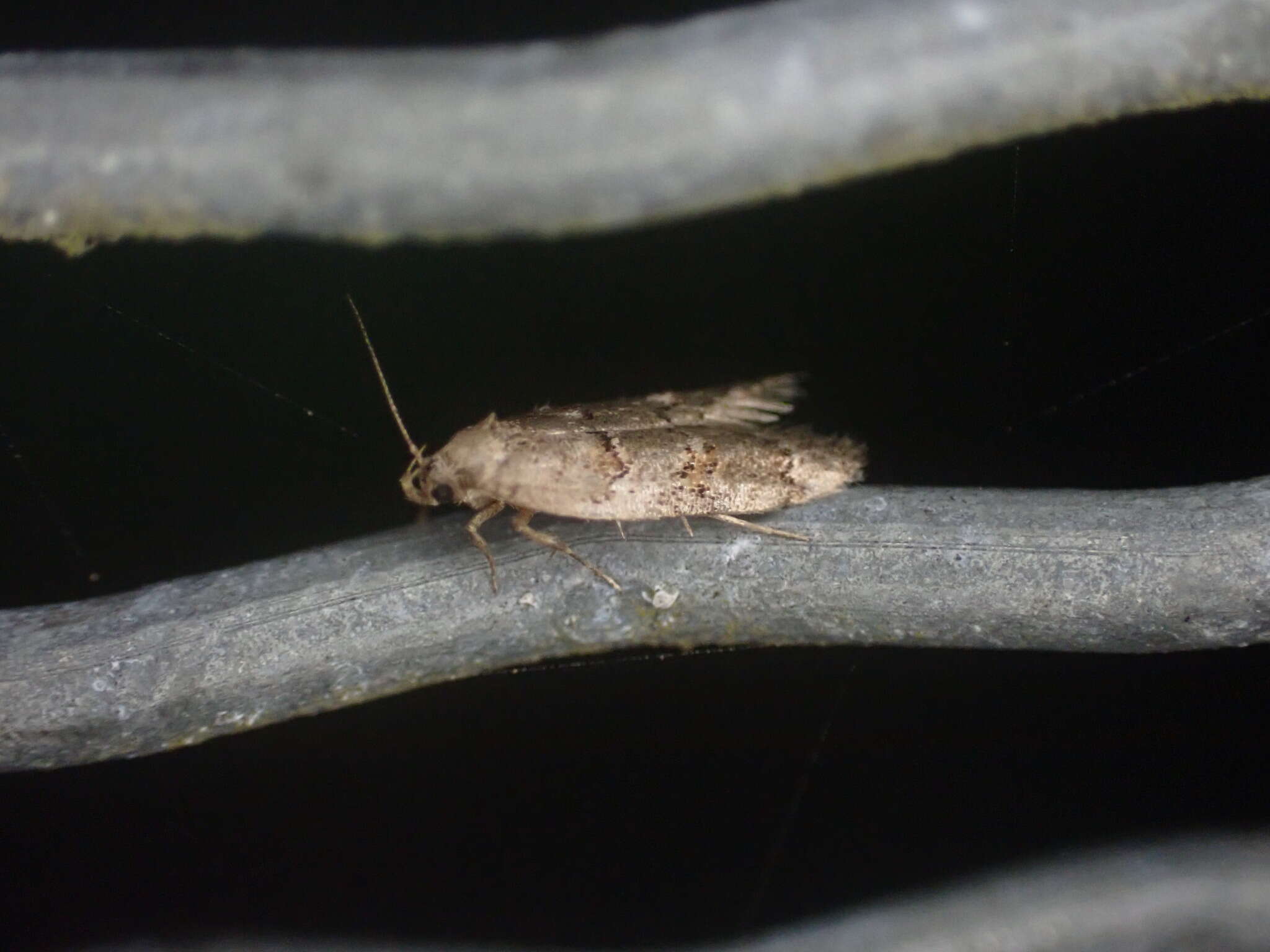 Image of Trachypepla galaxias Meyrick 1884