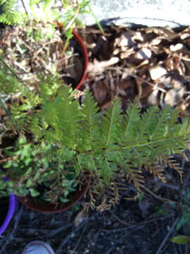 Слика од Pteris tremula R. Br.