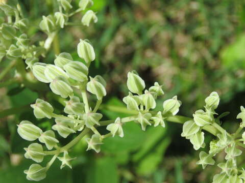 Arnoglossum plantagineum Rafin. resmi