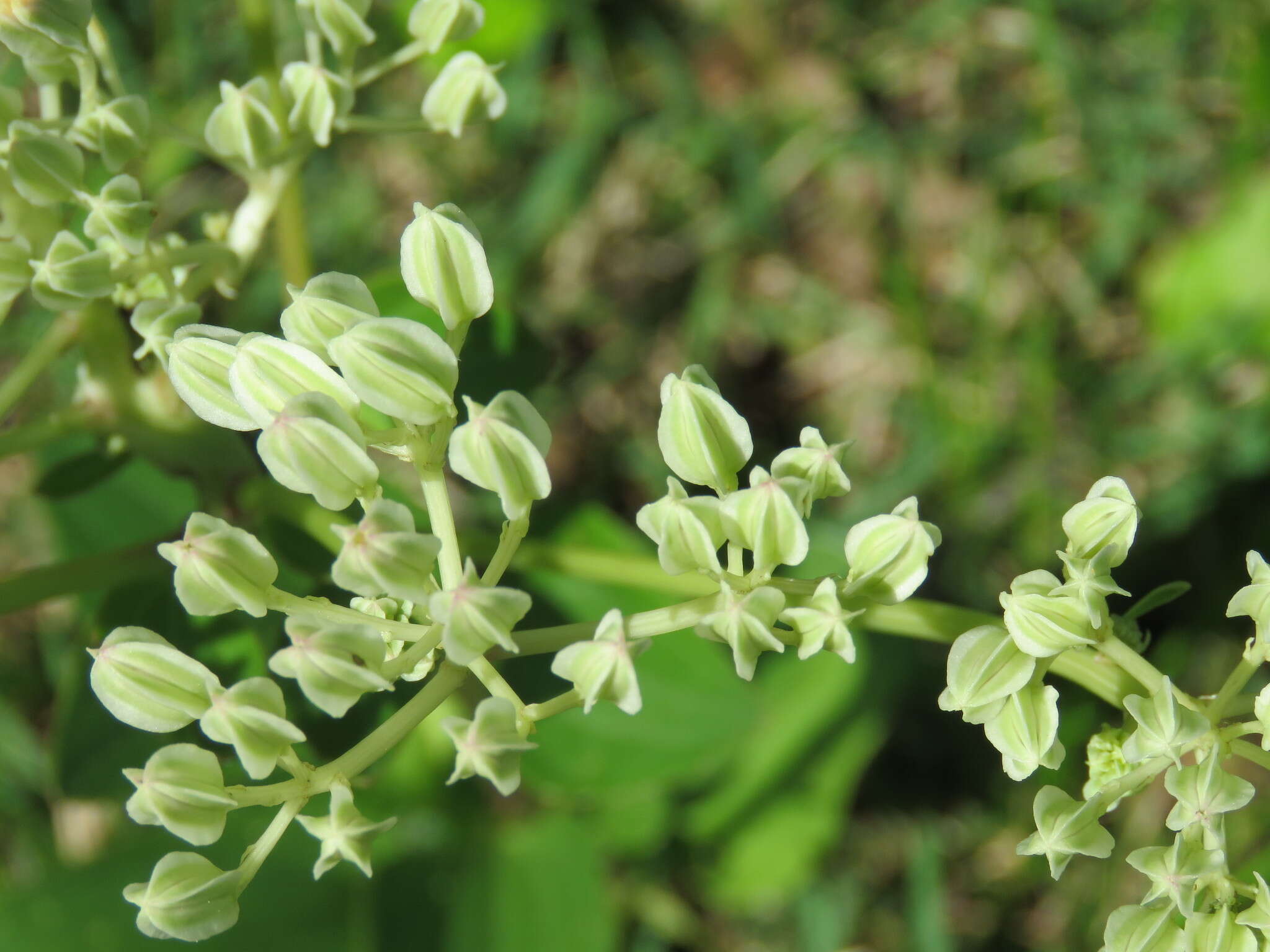 Image of groovestem Indian plantain