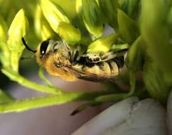 Image of Colletes solidaginis Swenk 1906