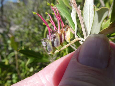 Image of Grevillea ilicifolia subsp. ilicifolia