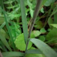 Image of Fritillaria lusitanica Wikstr.