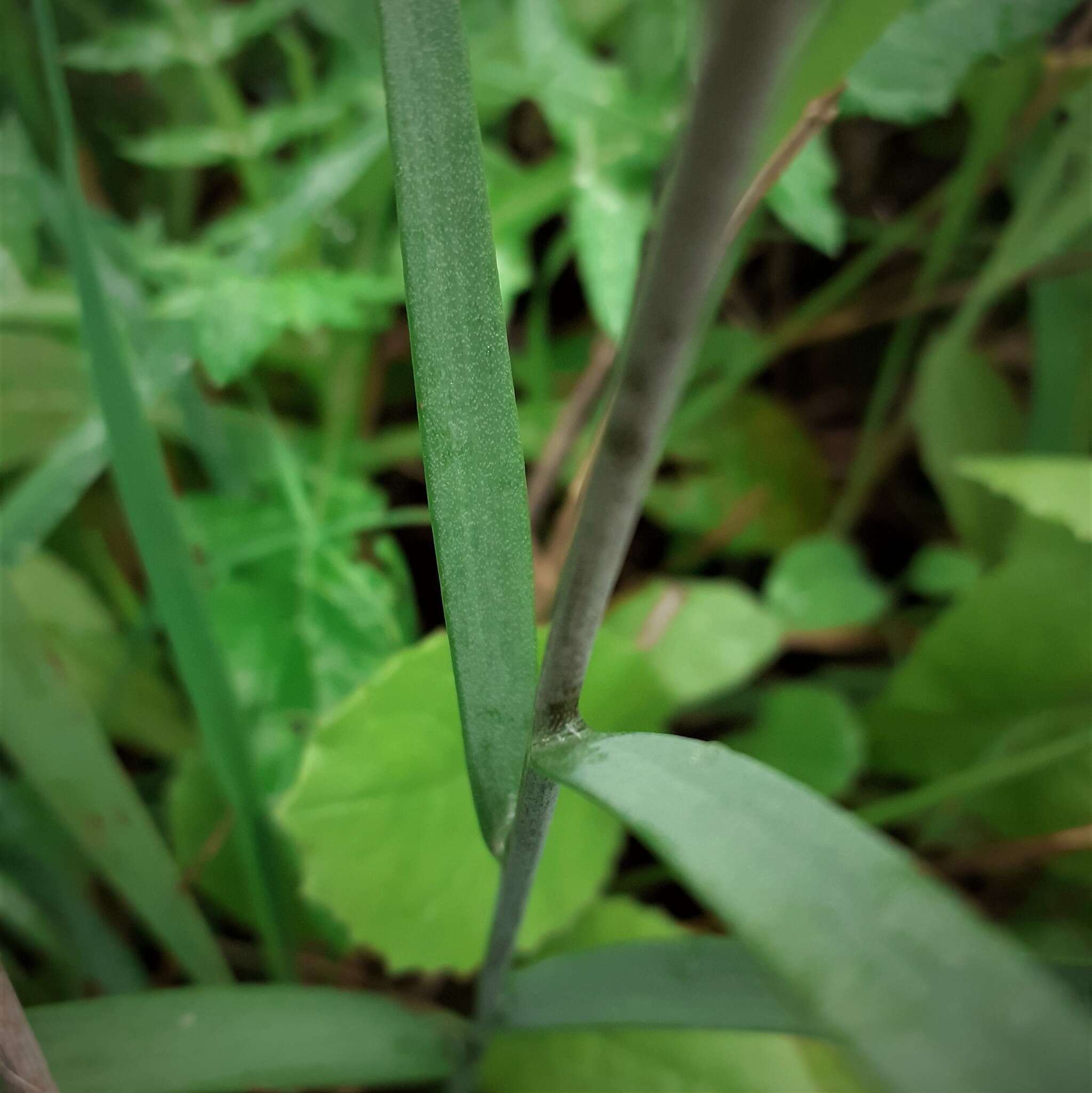 Image of Fritillaria lusitanica Wikstr.