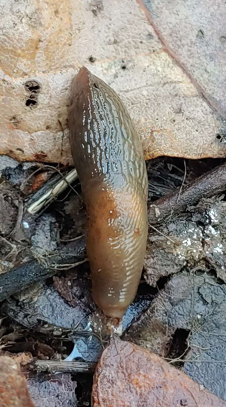 Image of Longneck fieldslug