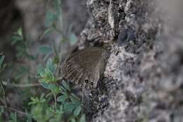 Image of Callerebia hybrida Butler 1880