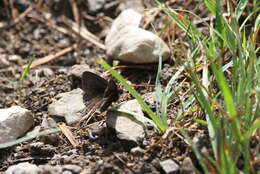 Image of Eriphyle Ringlet