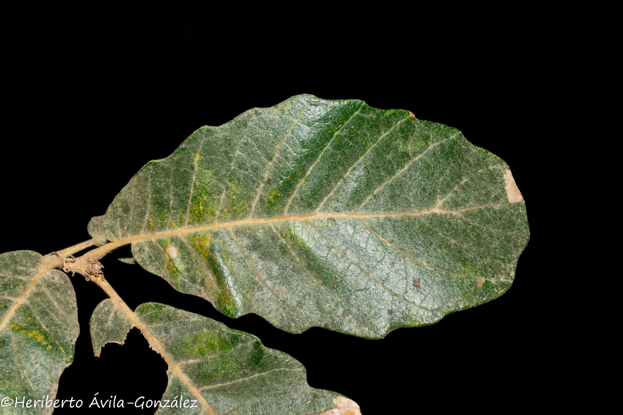 Image of Quercus laxa Liebm.