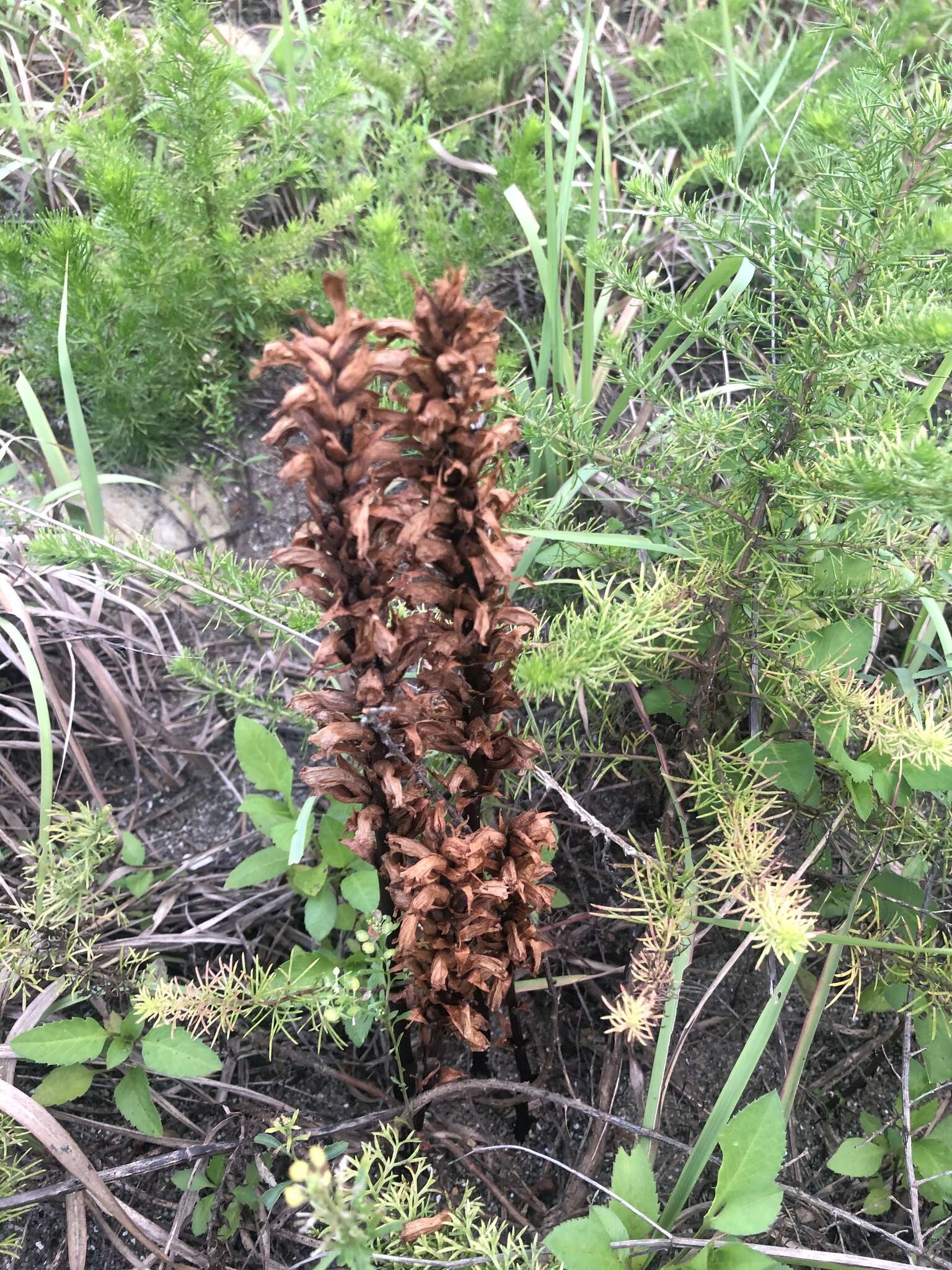 Image of Orobanche coerulescens Stephan