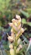 Image of Dactylorhiza viridis var. viridis