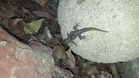 Image of Shieldhead Gecko