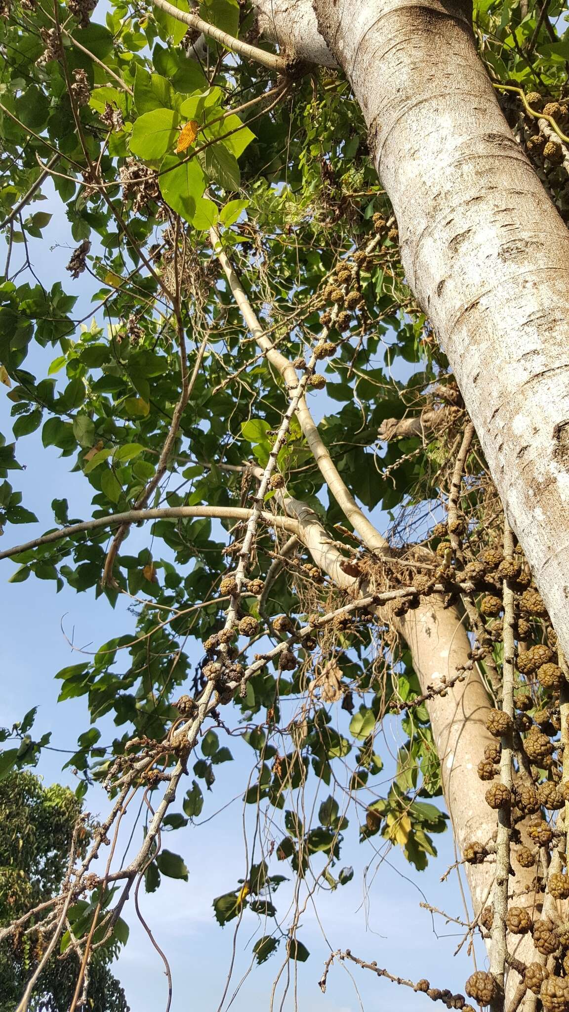 Image of Ficus minahassae (Teijsm. & De Vriese) Miq.