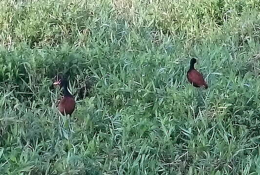 Image of Wattled Jacana