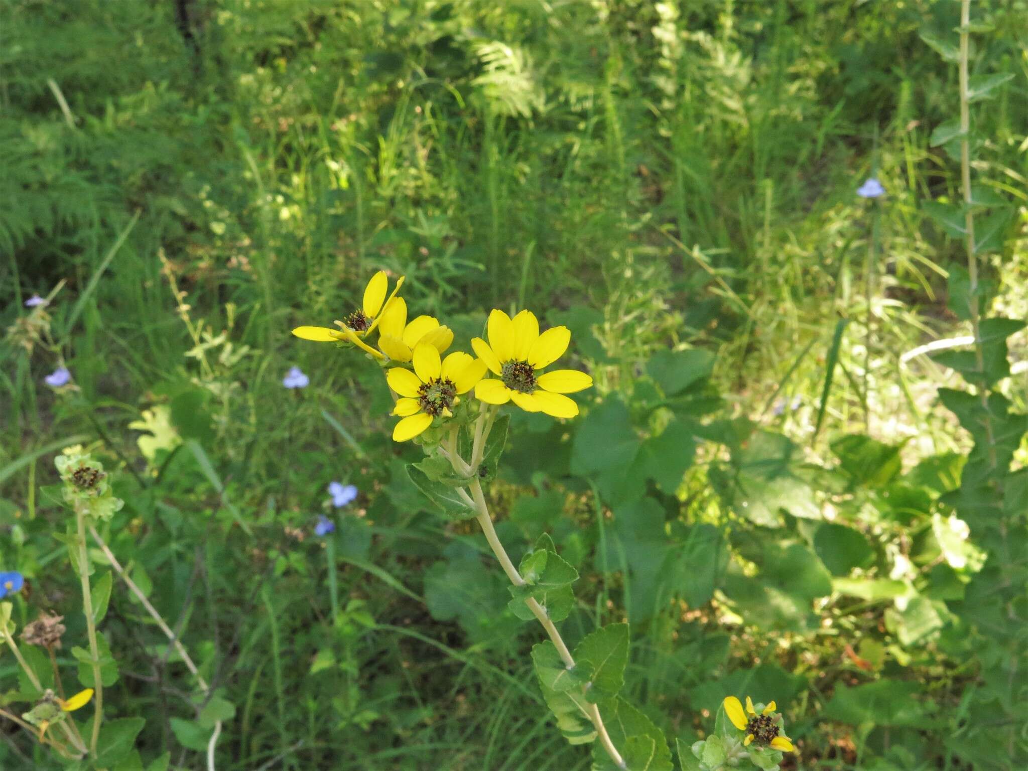 Image of soft greeneyes