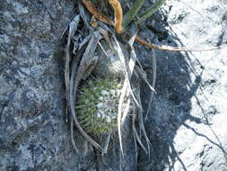 صورة Mammillaria compressa subsp. centralifera (Repp.) D. R. Hunt