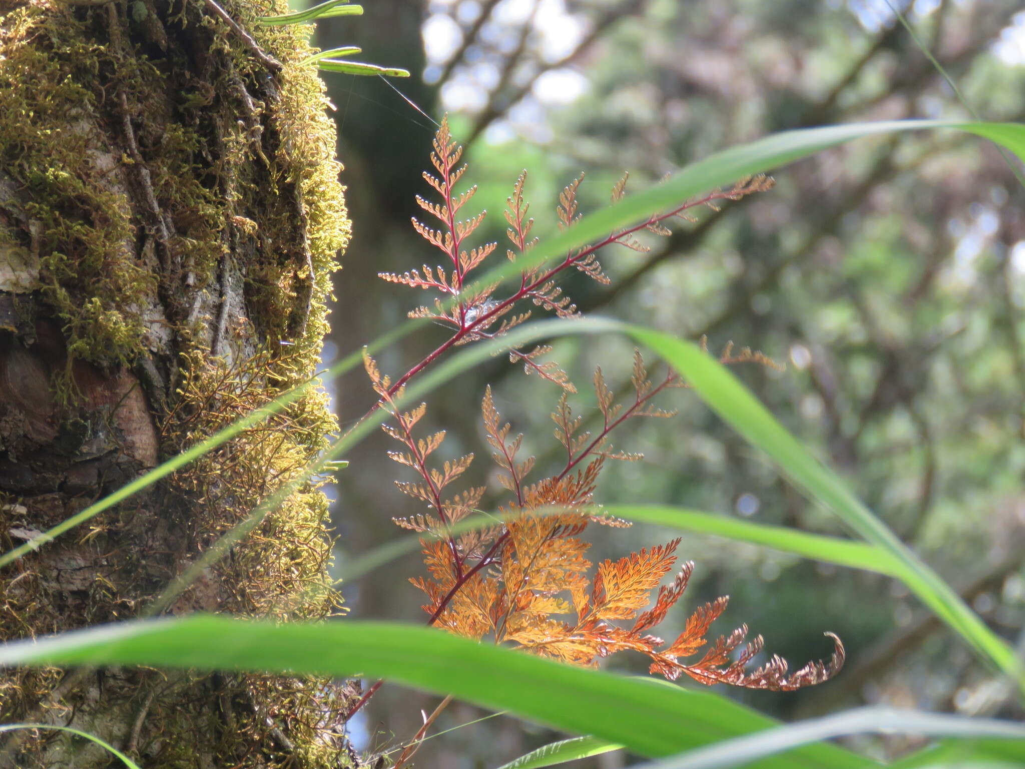 Image of black rabbitsfoot fern