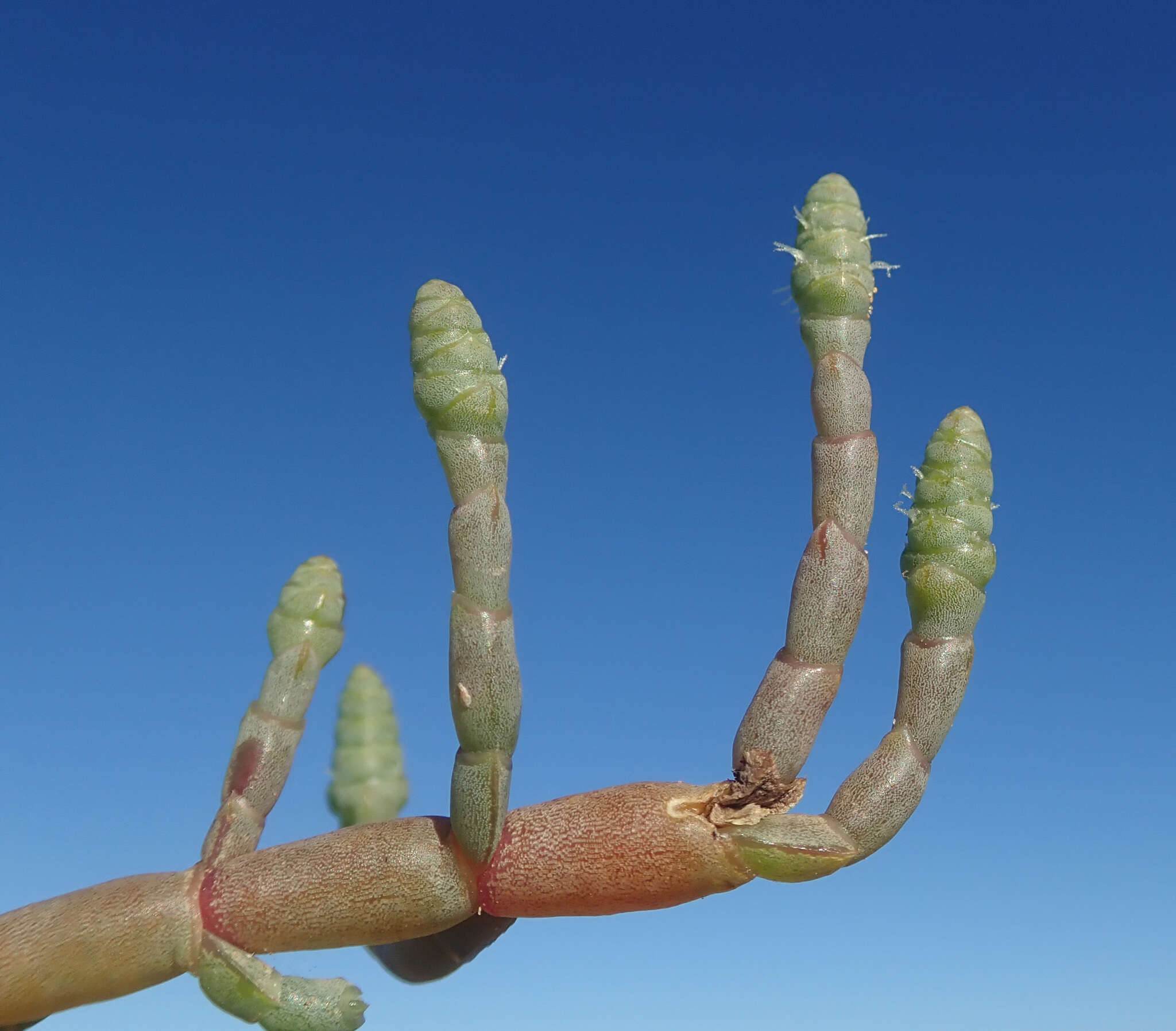 Image of Salicornia pachystachya Bunge ex Ungern-Sternb.