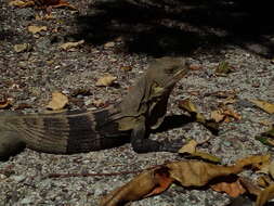 Image of Aguán Valley Iguana