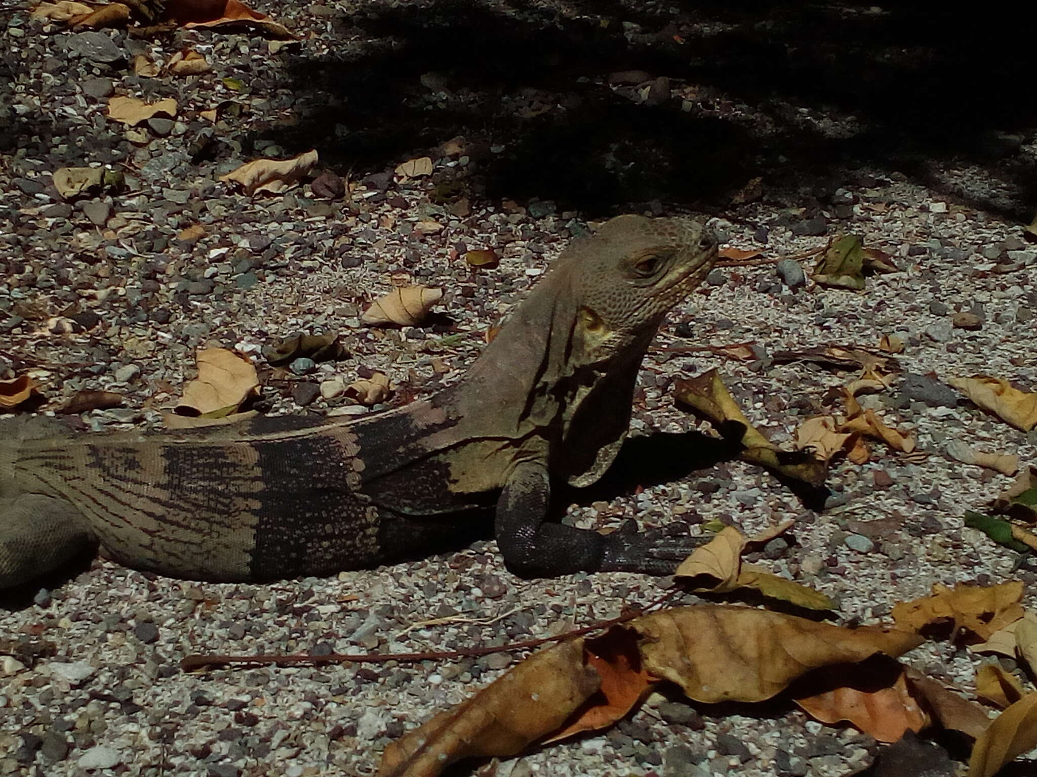 Image de Ctenosaura melanosterna Buckley & Axtell 1997