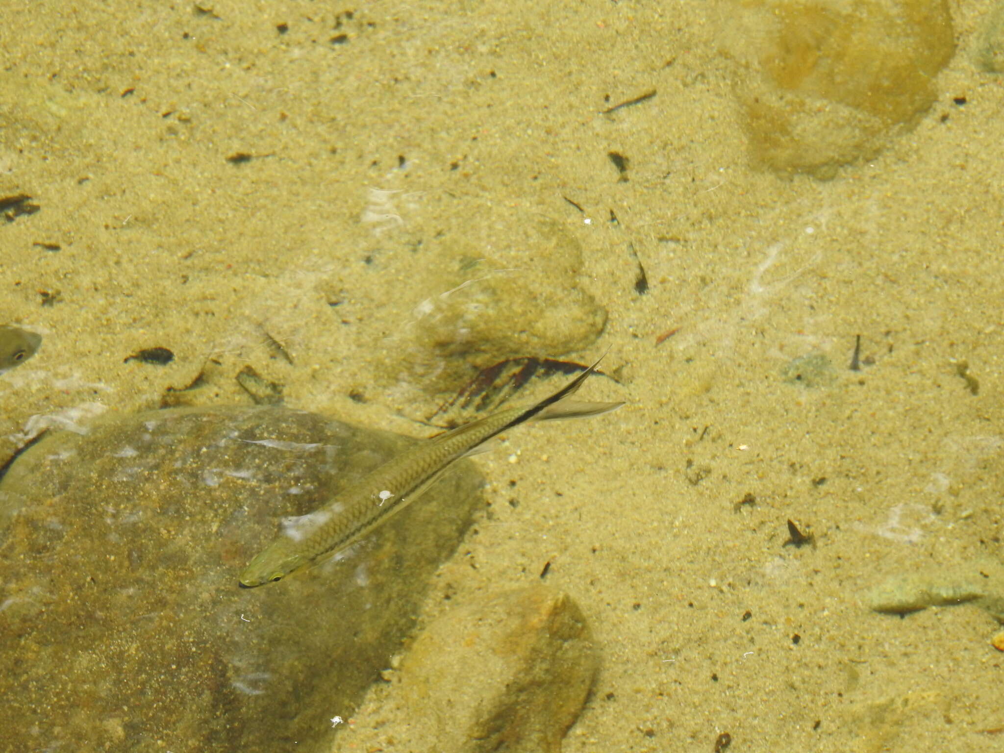 Image of Apollo sharkminnow