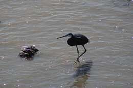 Image of Western Reef Heron