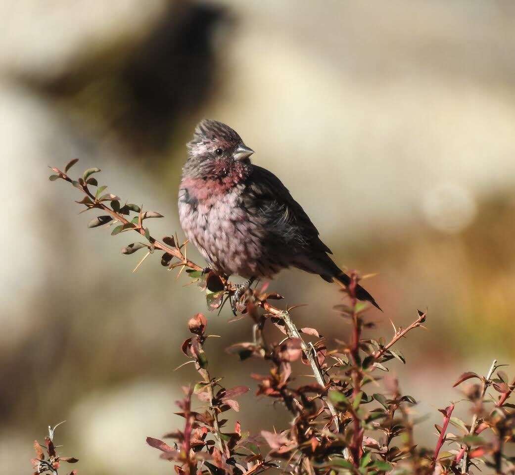 Carpodacus pulcherrimus (Moore & F 1856) resmi