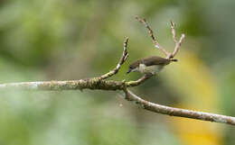 Image of Yellow-crowned Flowerpecker