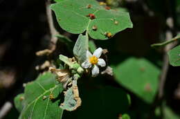 Image of Solanum hirtum Vahl